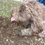 Saveurs de truffes et vins d'Ardèche au Domaine de Pécoulas