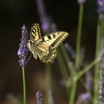 © Stage de survie douce : usage des plantes - Eingana reconnexion à la nature
