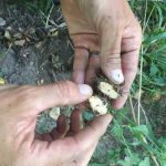 © Stage de survie douce : usage des plantes - Eingana reconnexion à la nature