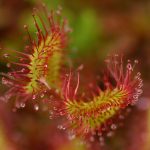 © Stage de survie douce : usage des plantes - Eingana reconnexion à la nature