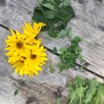 © Stage de survie douce : usage des plantes - Eingana reconnexion à la nature
