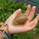 © Visite de la ferme l'Escargots des Restanques - Valérie Delabre