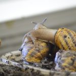 © Visite de la ferme l'Escargots des Restanques - Valérie Delabre