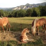 © Ferme Equestre Chavetourte - Talagrand