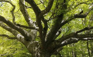 Bien être et réconnexion à la nature - Terre et Ciel Randonnée