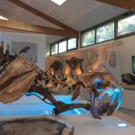 © Muséum de l'Ardèche : fossilien en dinosaurussen - Muséum de l'Ardèche