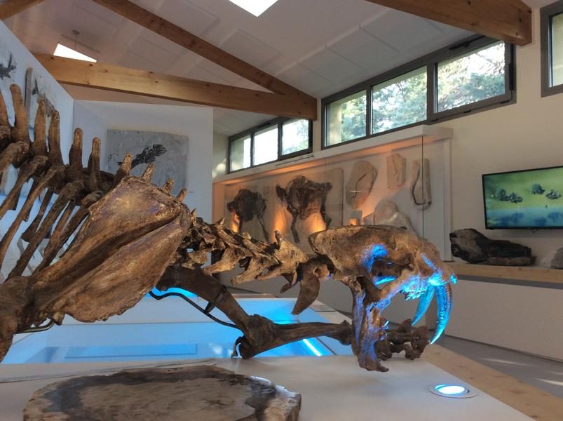 Muséum de l'Ardèche : fossilien en dinosaurussen