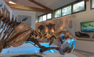 Muséum de l'Ardèche : fossilien en dinosaurussen