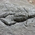 © Muséum de l'Ardèche : fossilien en dinosaurussen - Muséum de l'Ardèche