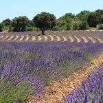 © Maison de la Lavande Ardèche / Producent-Distilleerderij & Museum - ©maisondelalavande