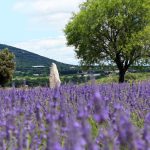 © Maison de la Lavande Ardèche / Producent-Distilleerderij & Museum - ©maisondelalavande