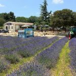 © Maison de la Lavande Ardèche / Producent-Distilleerderij & Museum - ©maisondelalavande