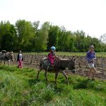 © Randonnée avec un âne 2 jours - Carab'âne - ©carab'âne