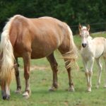 © Ferme Equestre Chavetourte - Talagrand