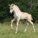 © Ferme Equestre Chavetourte - Talagrand