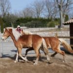 © Ferme Equestre Chavetourte - Talagrand