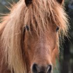 © Stage à Poneys et Balades à poneys - Talagrand