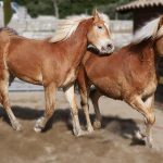 © Ferme Equestre Chavetourte - Talagrand