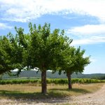 © L'Amandier - Gîtes de France