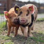 © Dierentuin in Lussas - Parc animalier de Lussas