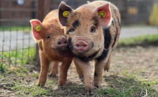 Dierentuin in Lussas