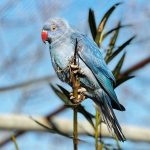 © Dierentuin in Lussas - Parc animalier de Lussas