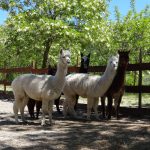 © Dierentuin in Lussas - Parc animalier de Lussas