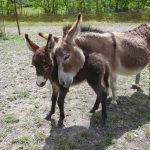 © Dierentuin in Lussas - Parc animalier de Lussas