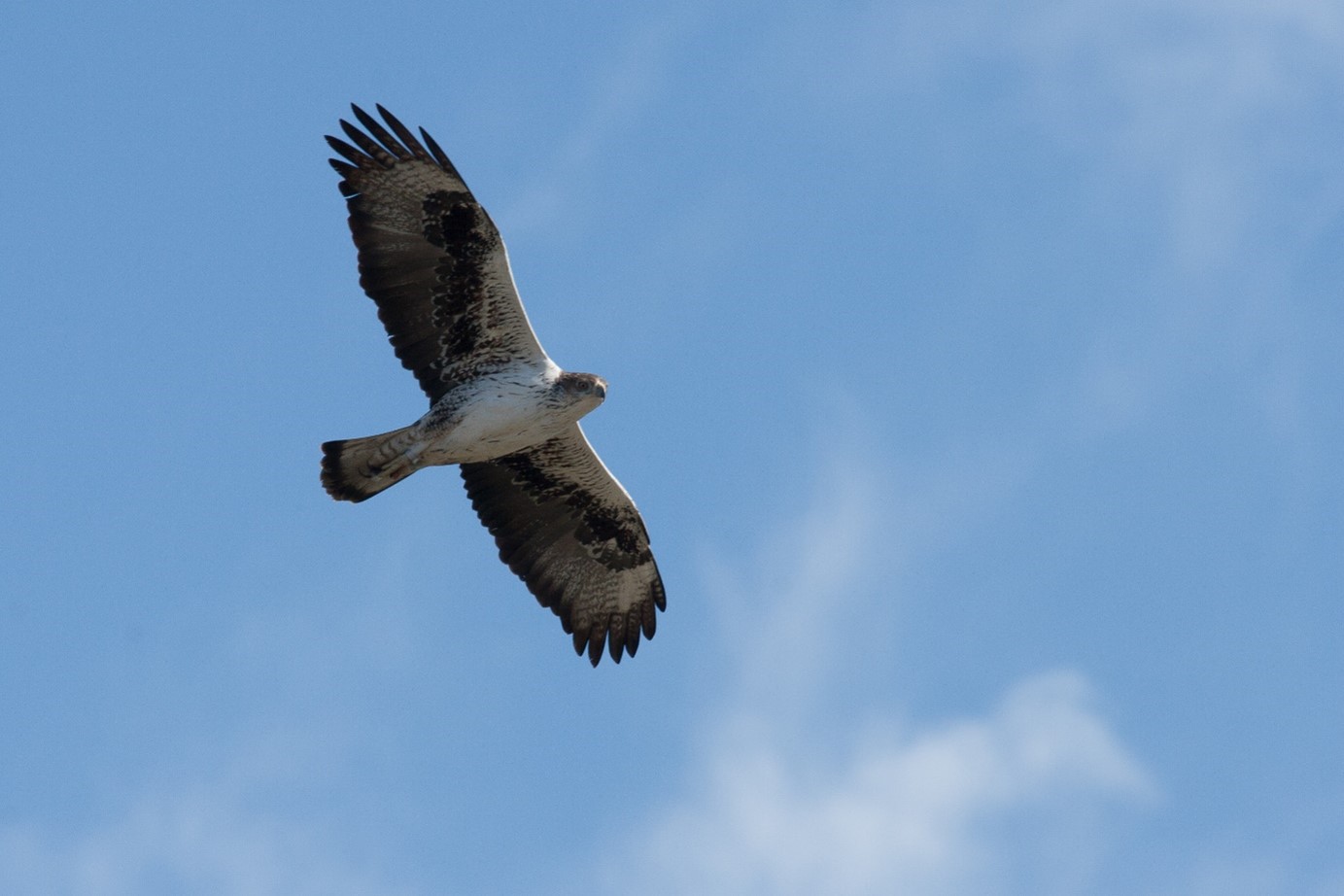 Aigle de Bonelli ©Nicolas Bazin – SGGA