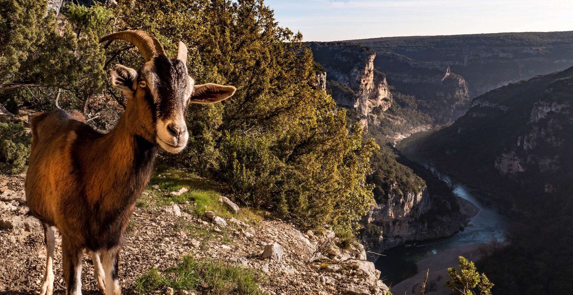 Chèvre Gorges de l'Ardèche © Marina Geray web